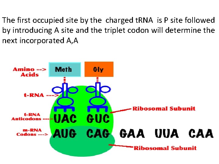 The first occupied site by the charged t. RNA is P site followed by