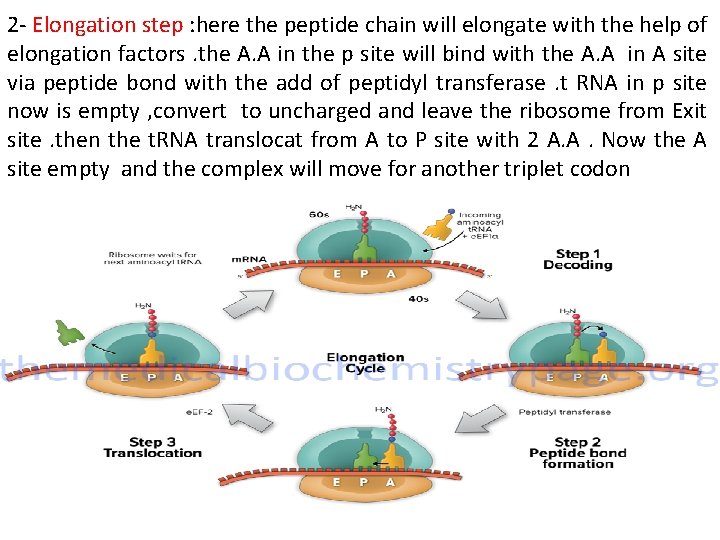 2 - Elongation step : here the peptide chain will elongate with the help