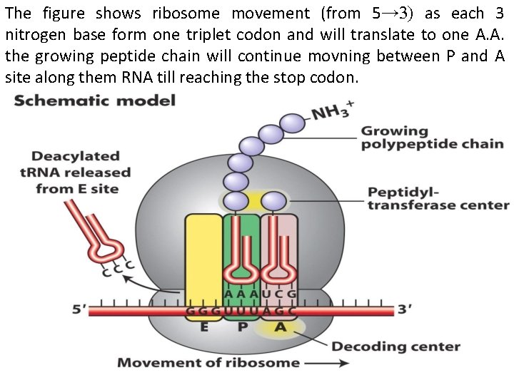 The figure shows ribosome movement (from 5→ 3) as each 3 nitrogen base form