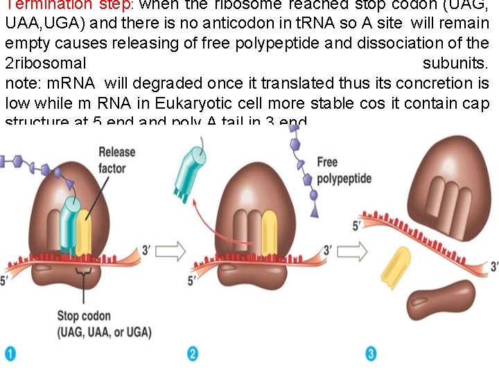 Termination step: when the ribosome reached stop codon (UAG, UAA, UGA) and there is