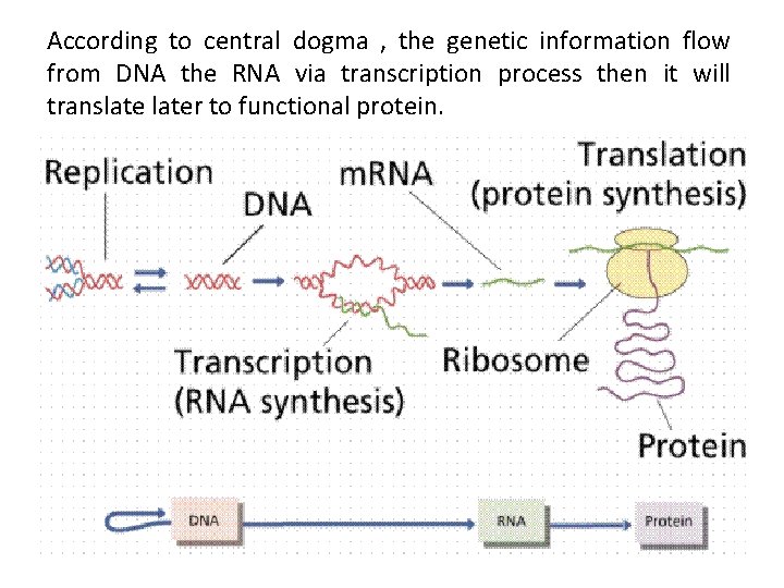 According to central dogma , the genetic information flow from DNA the RNA via
