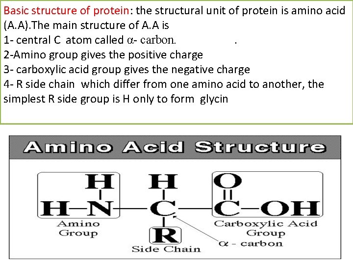 Basic structure of protein: the structural unit of protein is amino acid (A. A).
