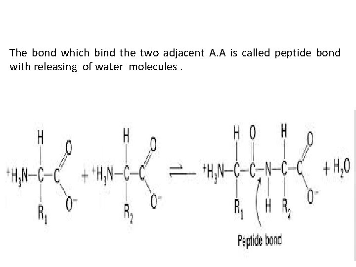 The bond which bind the two adjacent A. A is called peptide bond with