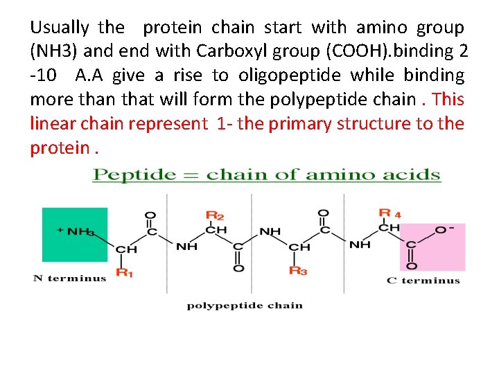 Usually the protein chain start with amino group (NH 3) and end with Carboxyl