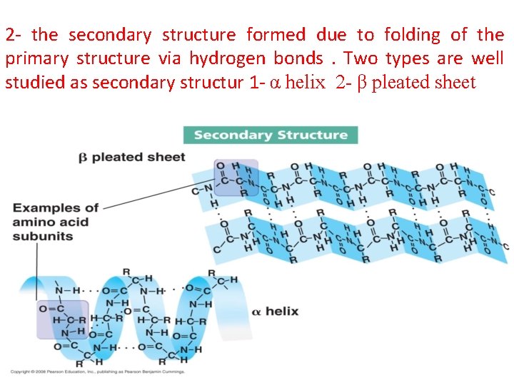 2 - the secondary structure formed due to folding of the primary structure via