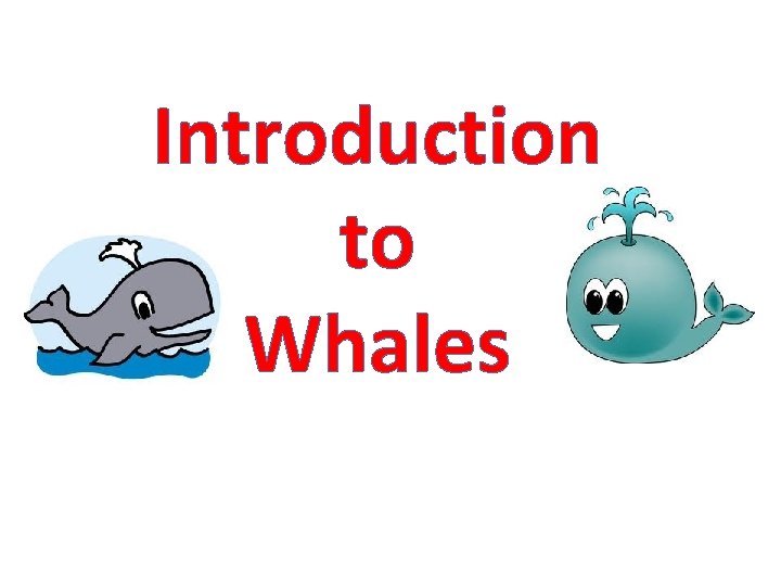Introduction to Whales 