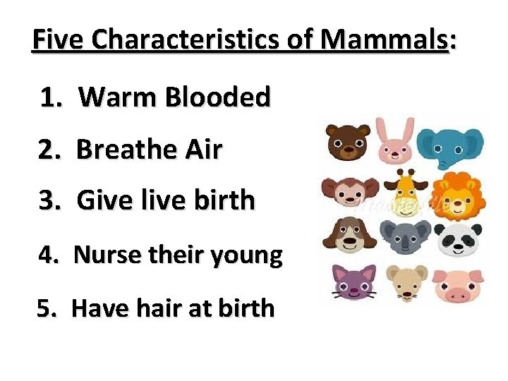 Five Characteristics of Mammals: 1. Warm Blooded 2. Breathe Air 3. Give live birth