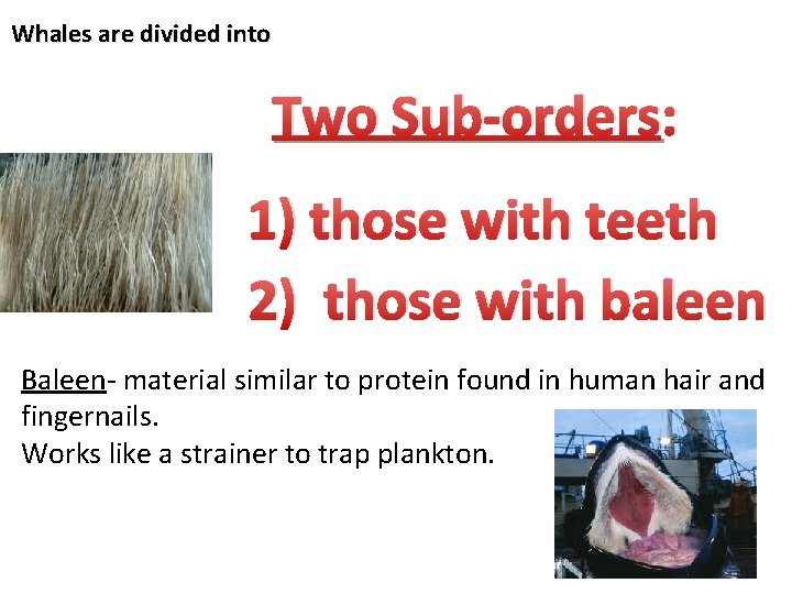 Whales are divided into Two Sub-orders: 1) those with teeth 2) those with baleen