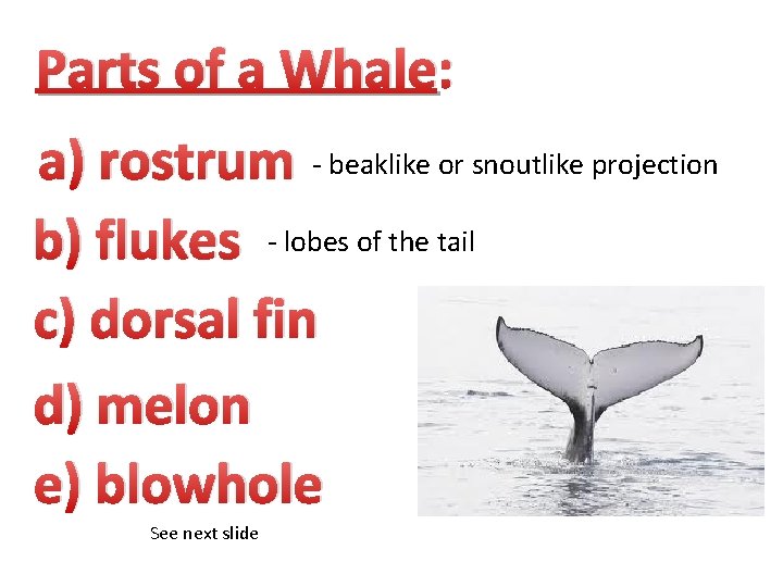 Parts of a Whale: a) rostrum - beaklike or snoutlike projection b) flukes -