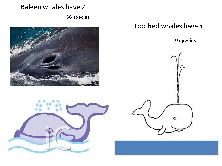 Baleen whales have 2 66 species Toothed whales have 1 10 species 