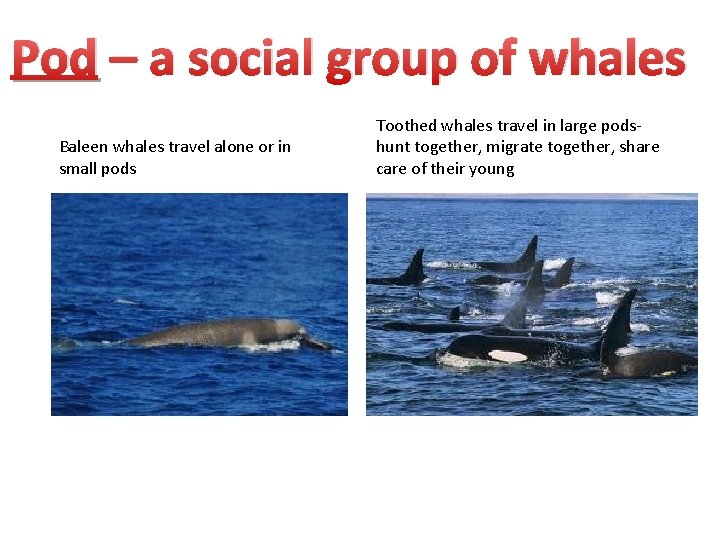 Pod – a social group of whales Baleen whales travel alone or in small