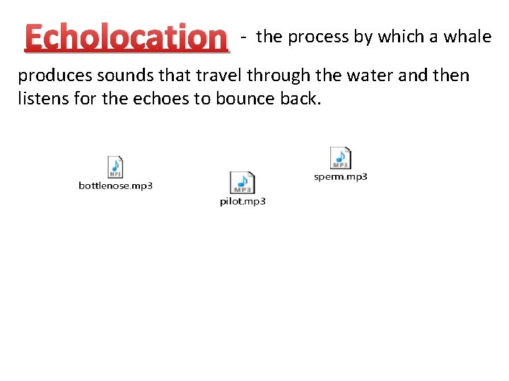 Echolocation - the process by which a whale produces sounds that travel through the