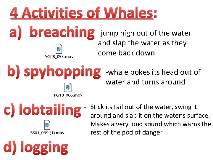 4 Activities of Whales: a) breaching jump high out of the water - and