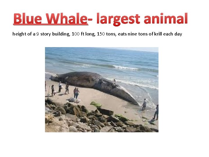 Blue Whale- largest animal height of a 9 story building, 100 ft long, 150