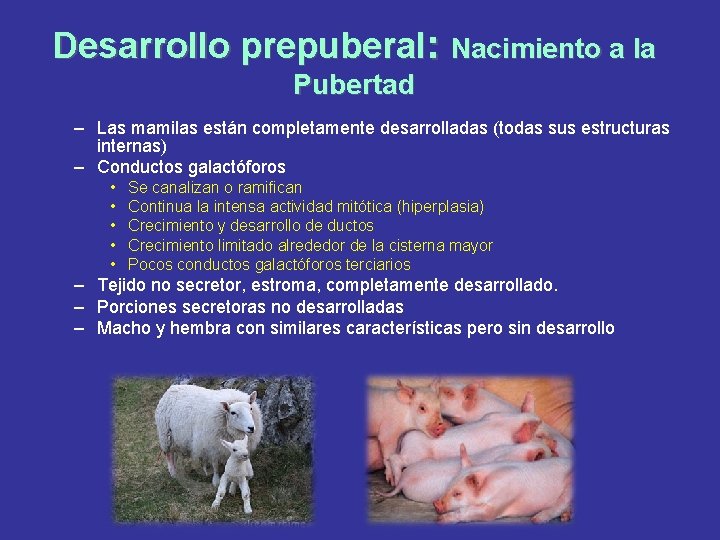 Desarrollo prepuberal: Nacimiento a la Pubertad – Las mamilas están completamente desarrolladas (todas sus