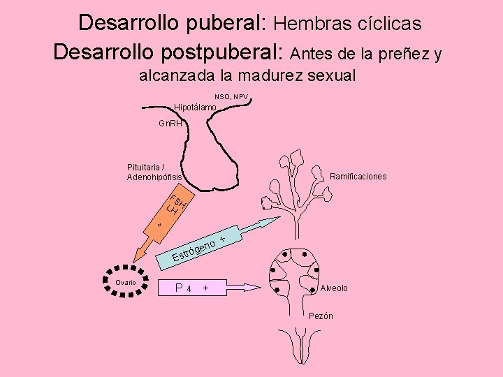 Desarrollo puberal: Hembras cíclicas Desarrollo postpuberal: Antes de la preñez y alcanzada la madurez