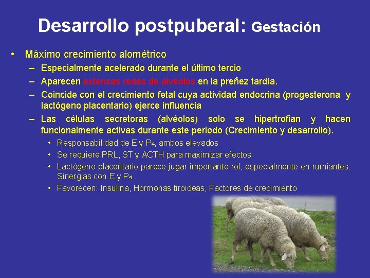 Desarrollo postpuberal: Gestación • Máximo crecimiento alométrico – Especialmente acelerado durante el último tercio