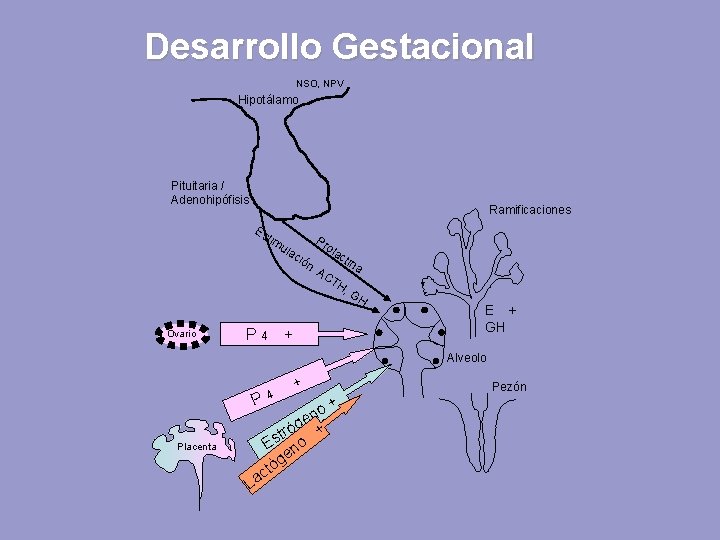 Desarrollo Gestacional NSO, NPV Hipotálamo Pituitaria / Adenohipófisis Ramificaciones Es tim ula ció n