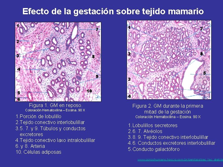Efecto de la gestación sobre tejido mamario 1 7 2 8 2 3 8