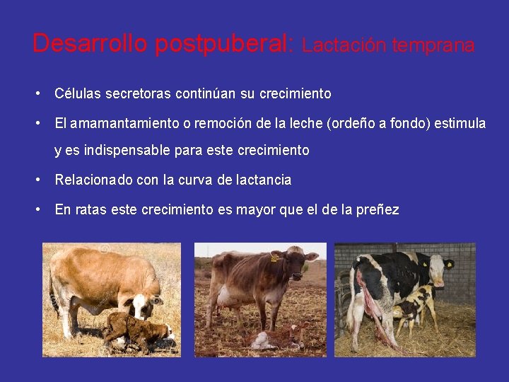 Desarrollo postpuberal: Lactación temprana • Células secretoras continúan su crecimiento • El amamantamiento o