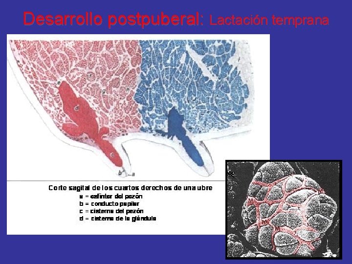 Desarrollo postpuberal: Lactación temprana 