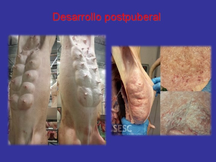 Desarrollo postpuberal 