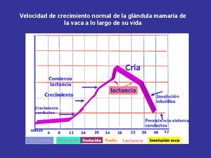Velocidad de crecimiento normal de la glándula mamaria de la vaca a lo largo