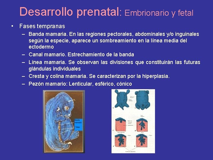 Desarrollo prenatal: Embrionario y fetal • Fases tempranas – Banda mamaria. En las regiones