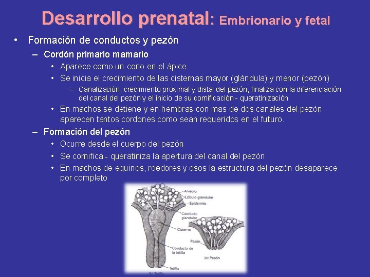 Desarrollo prenatal: Embrionario y fetal • Formación de conductos y pezón – Cordón primario