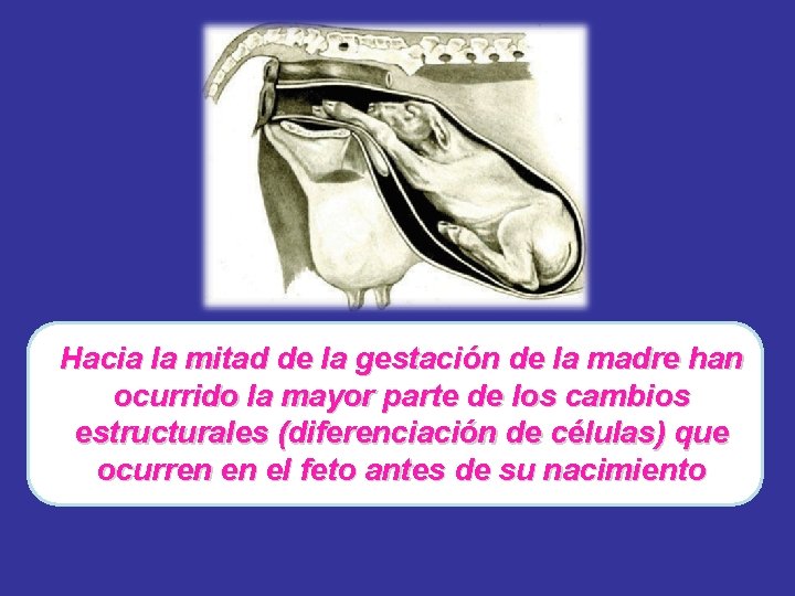Hacia la mitad de la gestación de la madre han ocurrido la mayor parte
