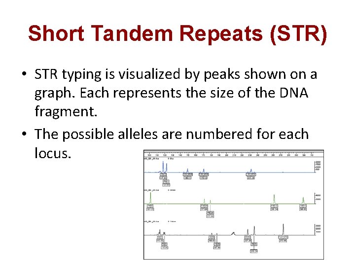 Short Tandem Repeats (STR) • STR typing is visualized by peaks shown on a