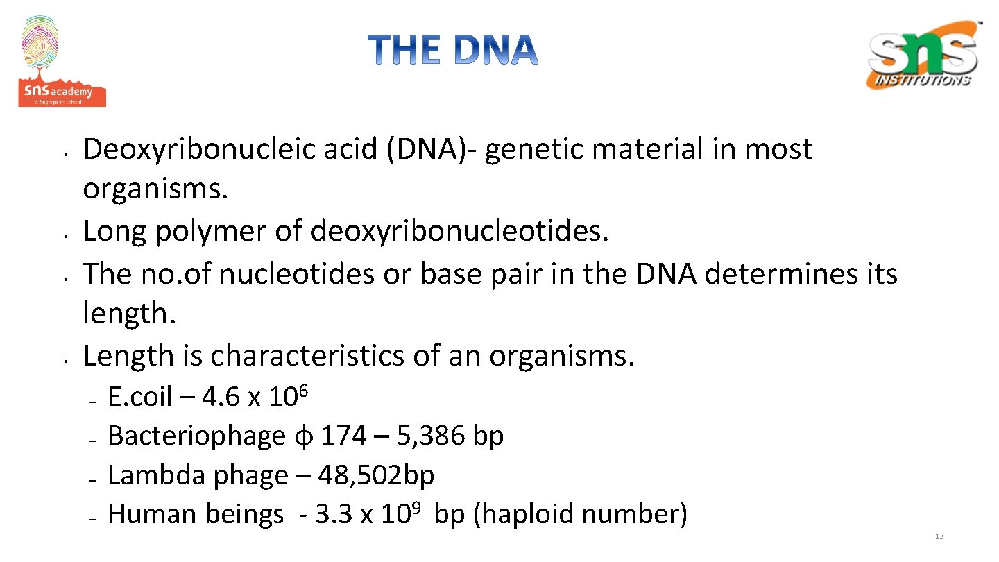 • • Deoxyribonucleic acid (DNA)- genetic material in most organisms. Long polymer of