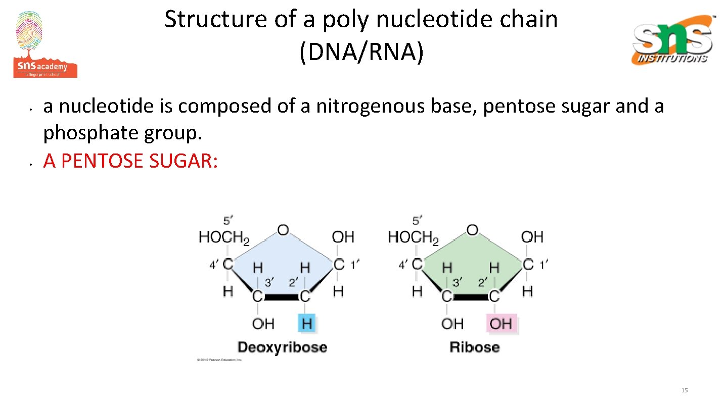 Structure of a poly nucleotide chain (DNA/RNA) • • a nucleotide is composed of