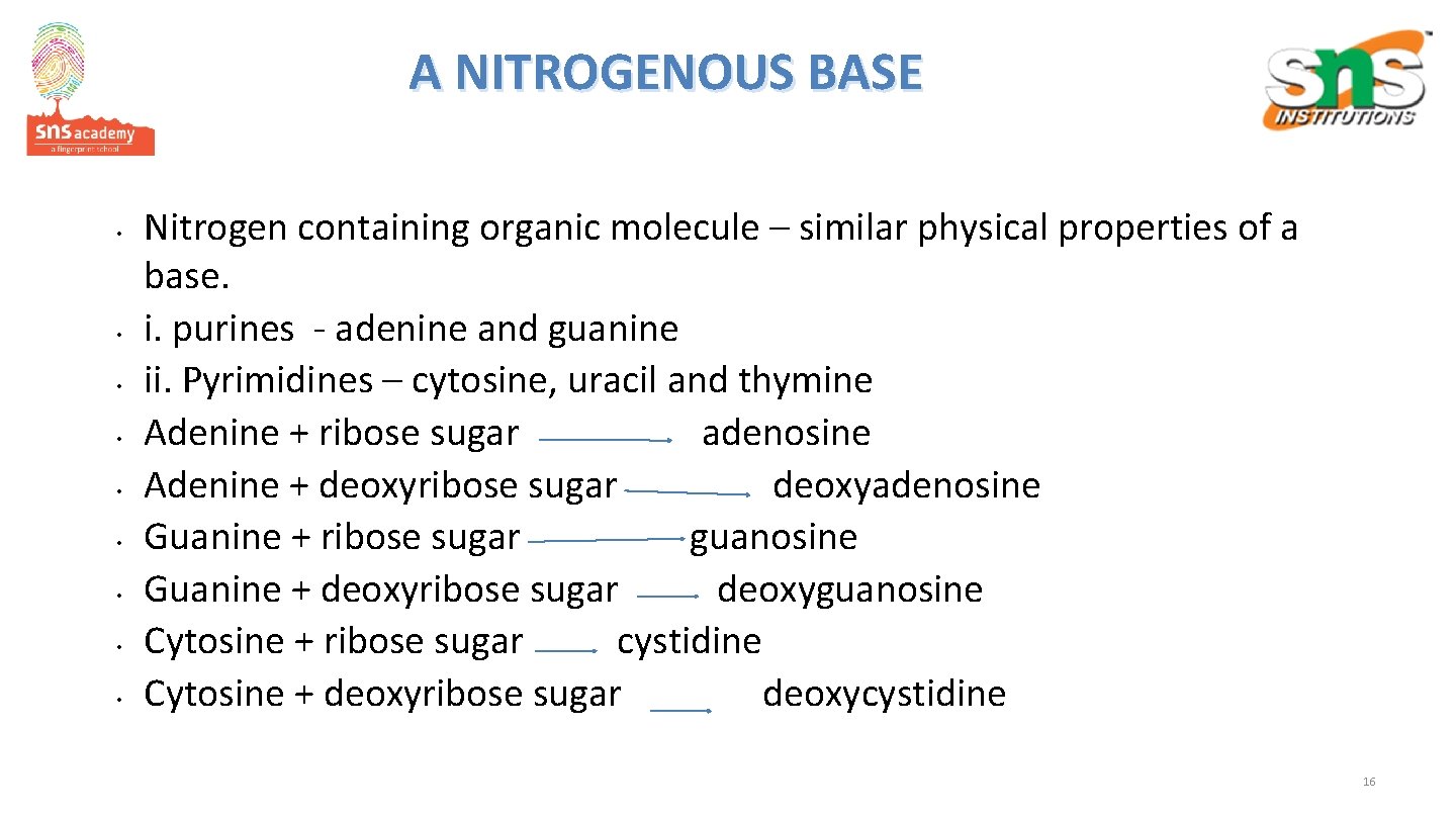 A NITROGENOUS BASE • • • Nitrogen containing organic molecule – similar physical properties