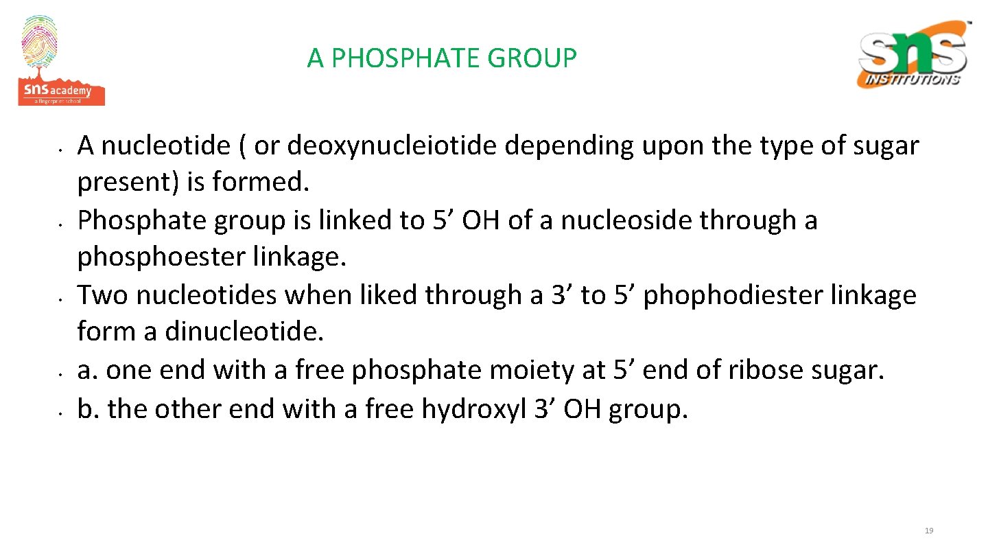 A PHOSPHATE GROUP • • • A nucleotide ( or deoxynucleiotide depending upon the