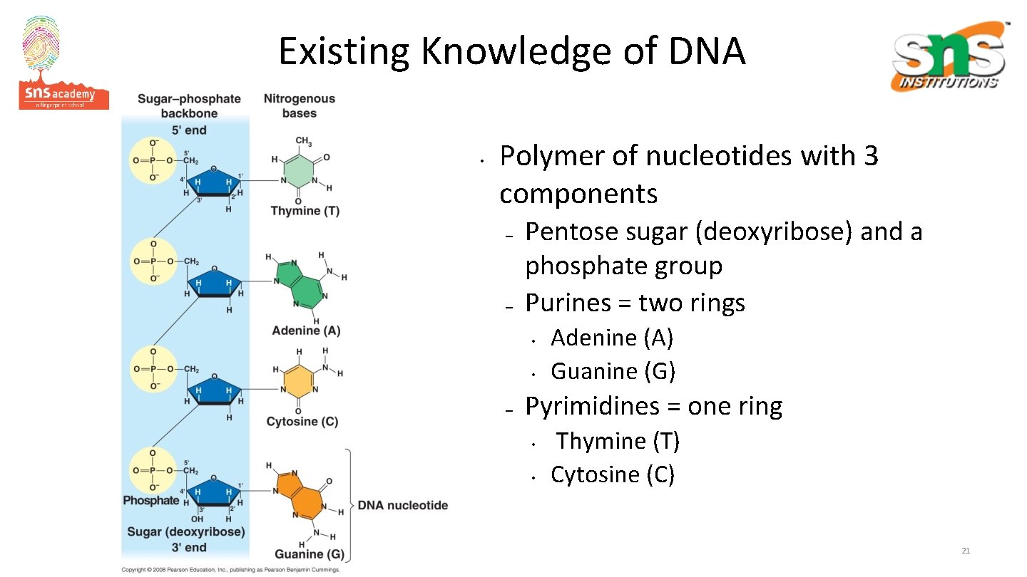 Existing Knowledge of DNA • Polymer of nucleotides with 3 components – – Pentose