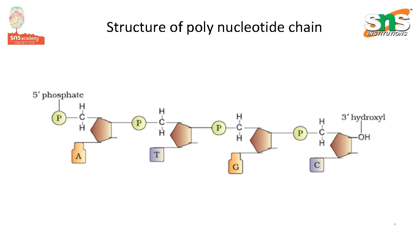 Structure of poly nucleotide chain 4 