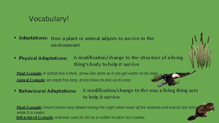 Vocabulary! ▪ Adaptations: How a plant or animal adjusts to survive in the environment