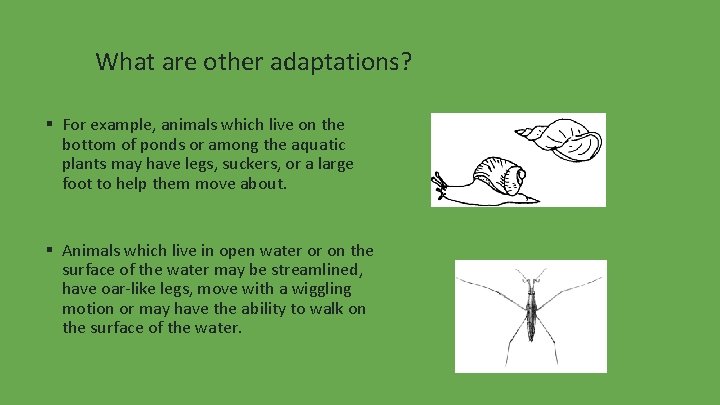 What are other adaptations? ▪ For example, animals which live on the bottom of
