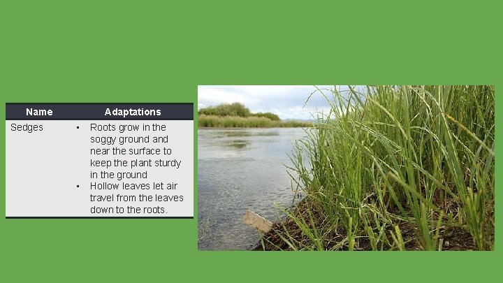 Name Sedges Adaptations • • Roots grow in the soggy ground and near the