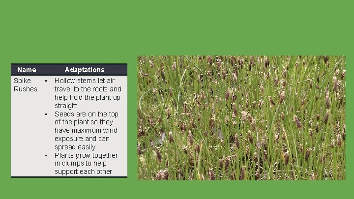 Name Spike Rushes Adaptations • • • Hollow stems let air travel to the