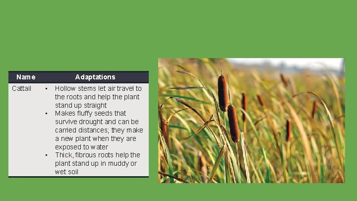 Name Cattail Adaptations • • • Hollow stems let air travel to the roots