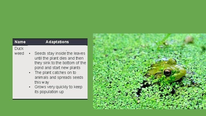 Name Duck weed Adaptations • • Hollow leaves stay afloat Seeds stay inside the