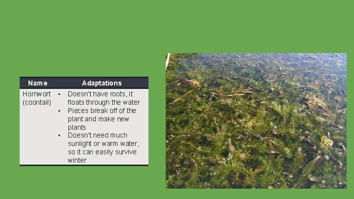 Name Hornwort (coontail) Adaptations • • • Doesn’t have roots, it floats through the