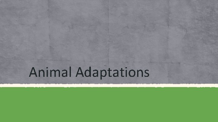 Animal Adaptations 