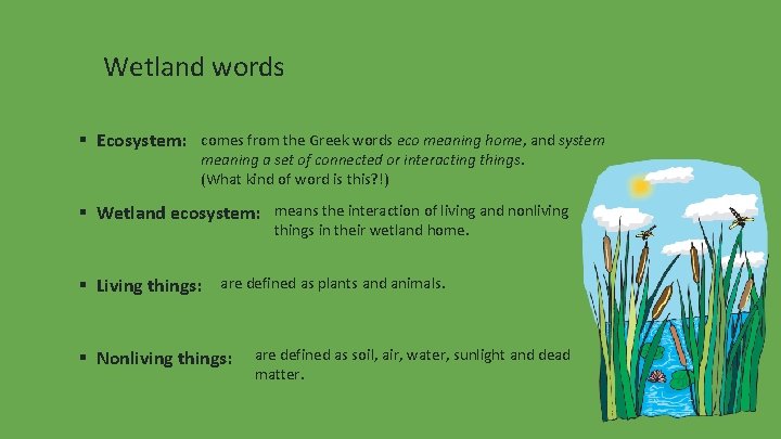 Wetland words ▪ Ecosystem: comes from the Greek words eco meaning home, and system