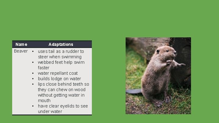 Name Adaptations Beaver • uses tail as a rudder to steer when swimming •