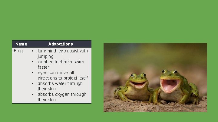 Name Frog Adaptations • long hind legs assist with jumping • webbed feet help