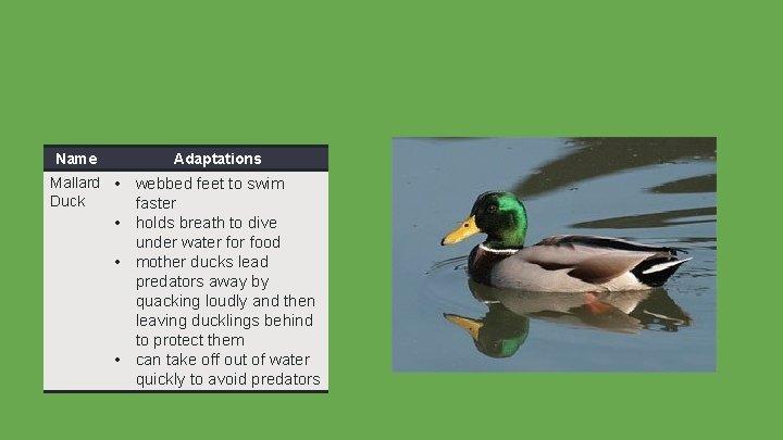 Name Adaptations Mallard • Duck webbed feet to swim faster • holds breath to