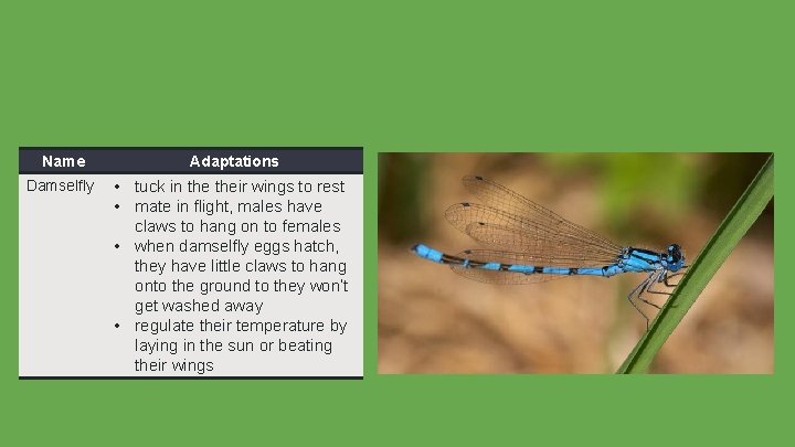 Name Adaptations Damselfly • tuck in their wings to rest • mate in flight,